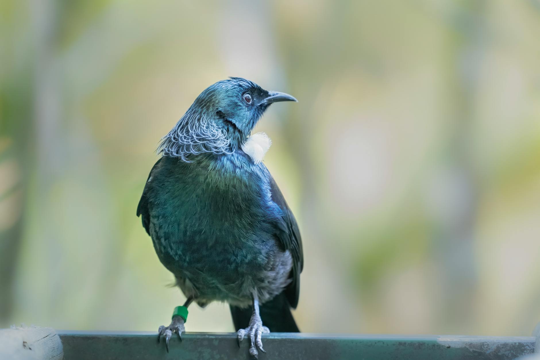 Tui bird – a native New Zealand species at Auckland Zoo