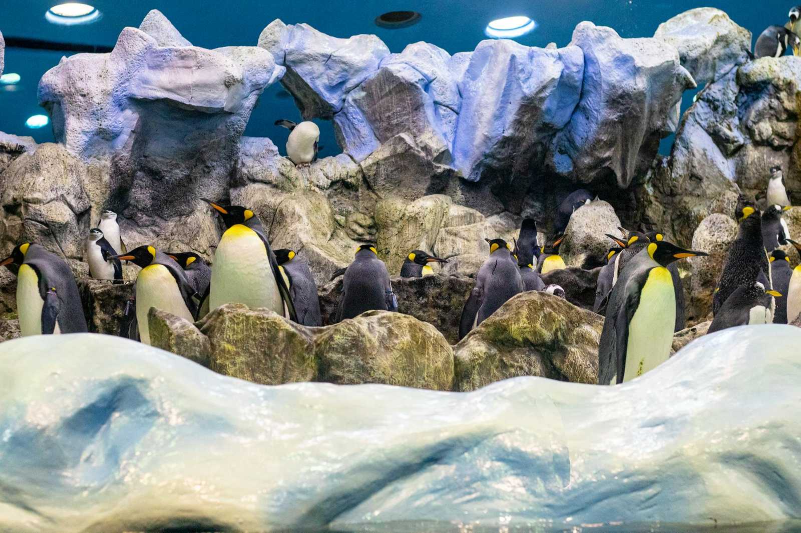 Sub-Antarctic king penguins gathering on rocky terrain in an aquarium exhibit