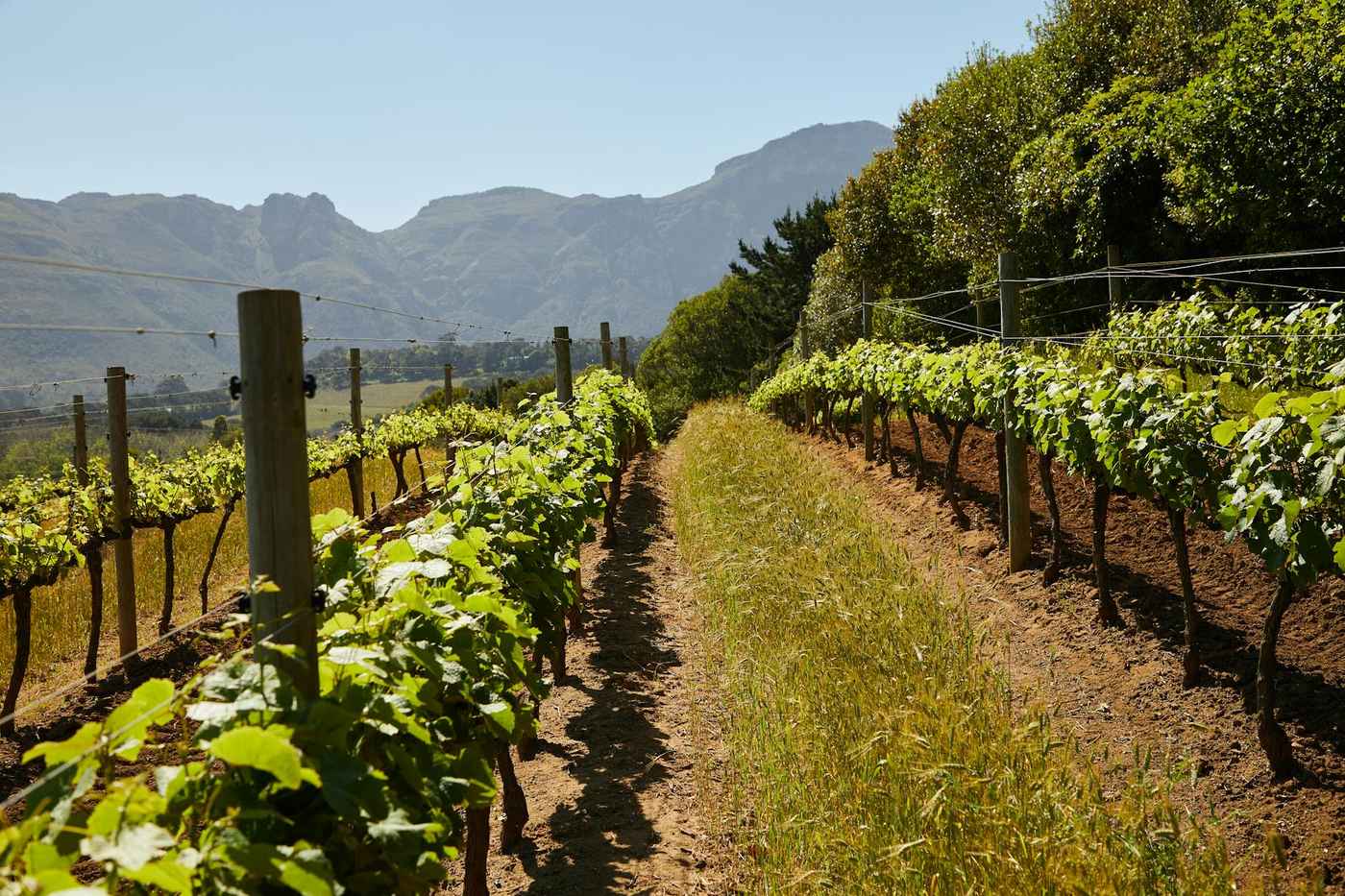 Matakana vineyard landscape one hour north of Auckland