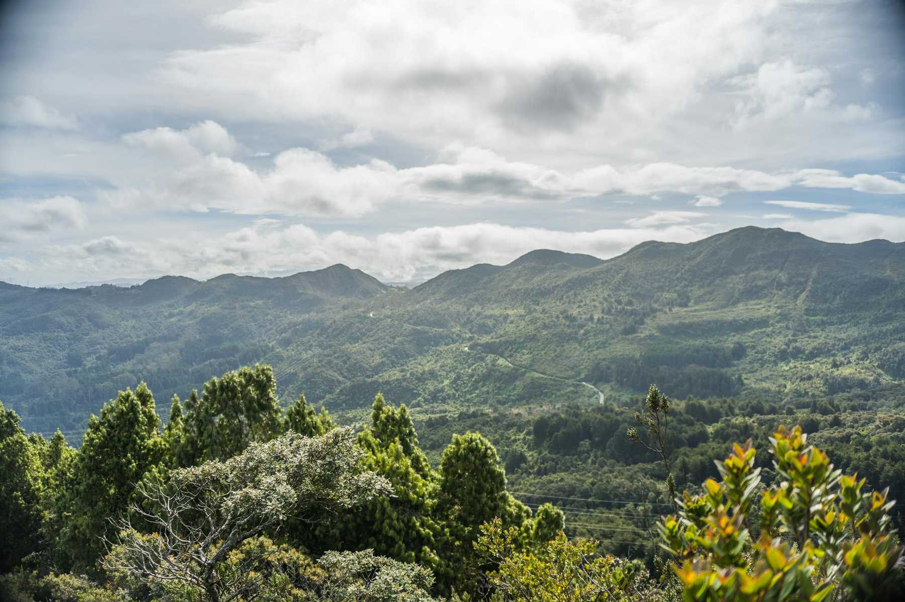 Native bush and nikau palms in the Waitakere Ranges west of Auckland