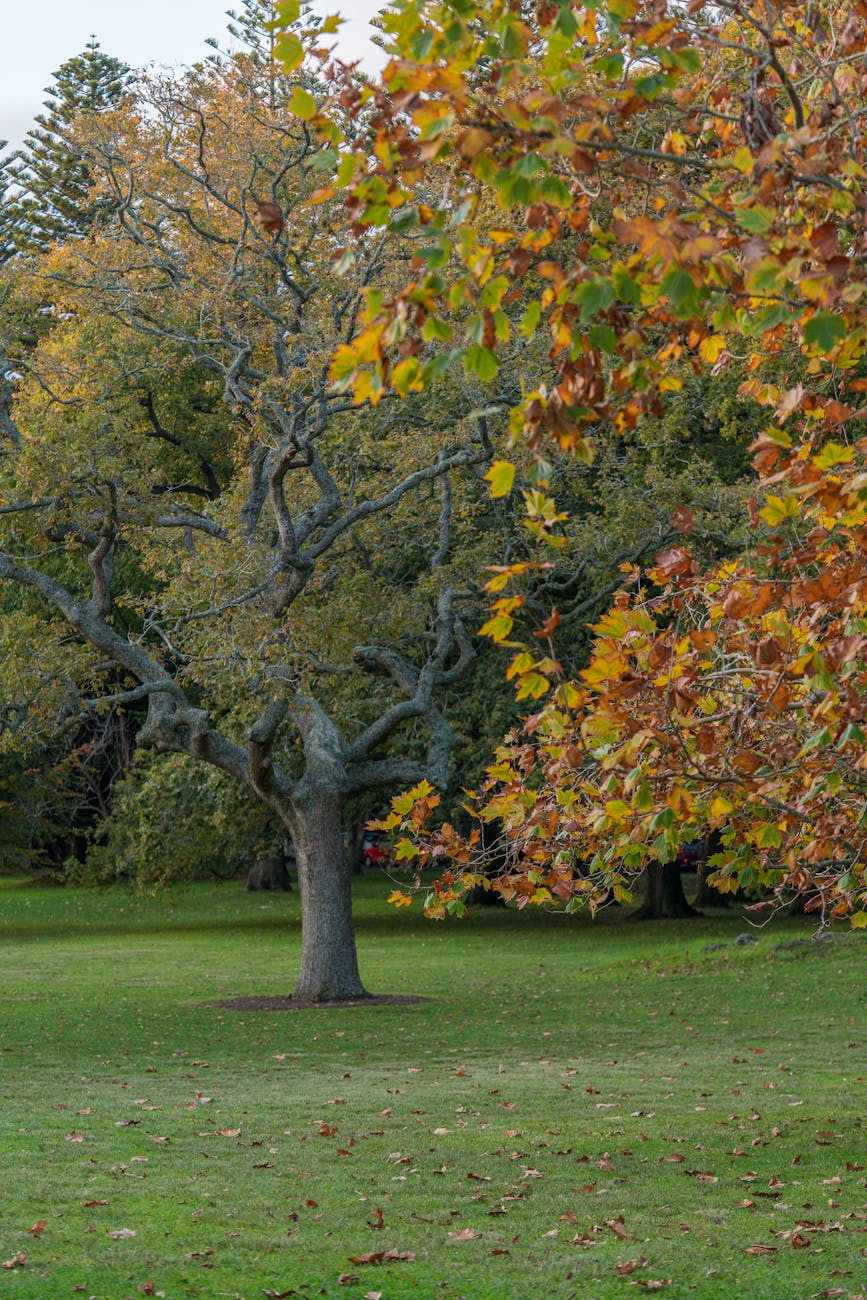 Autumn leaves on a tree in New Zealand showing autumn colours