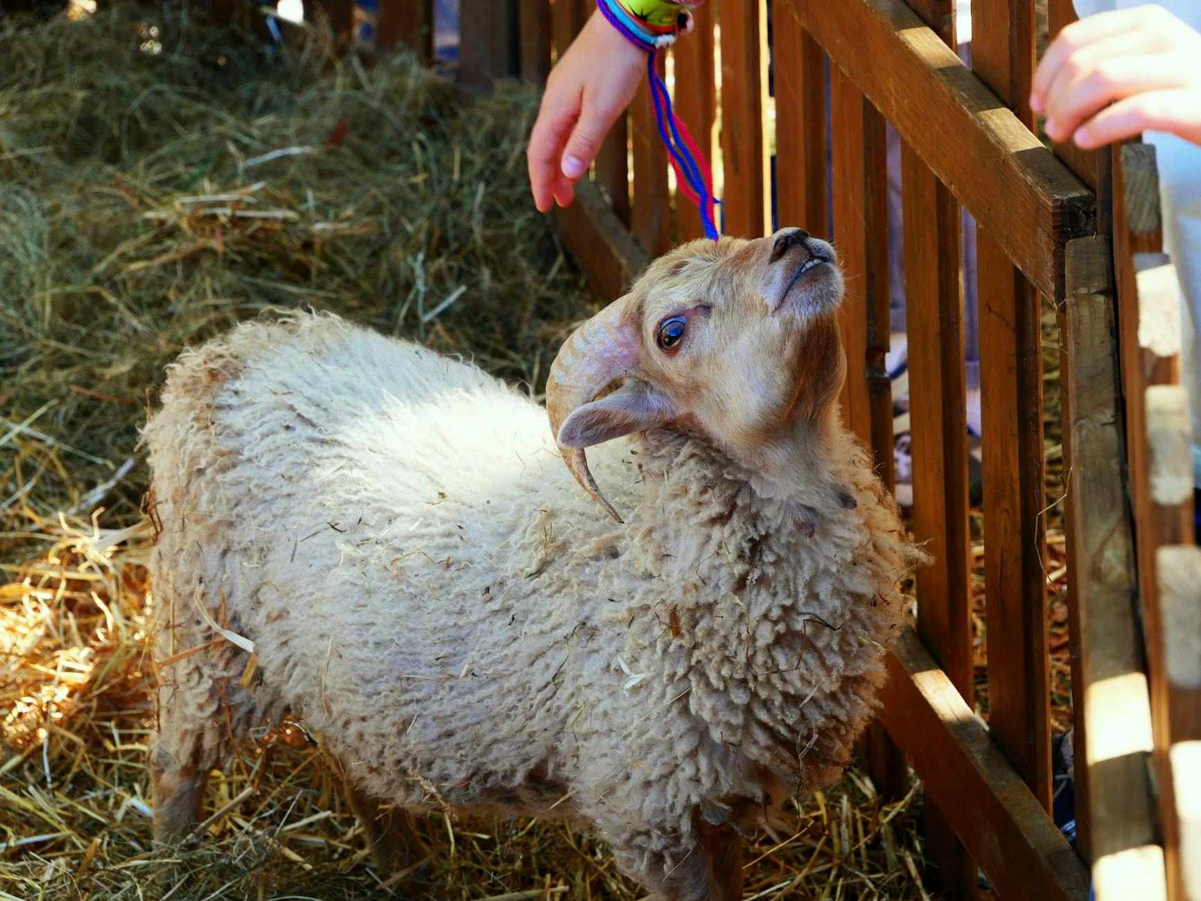 Children petting and feeding farm animals at a city farm
