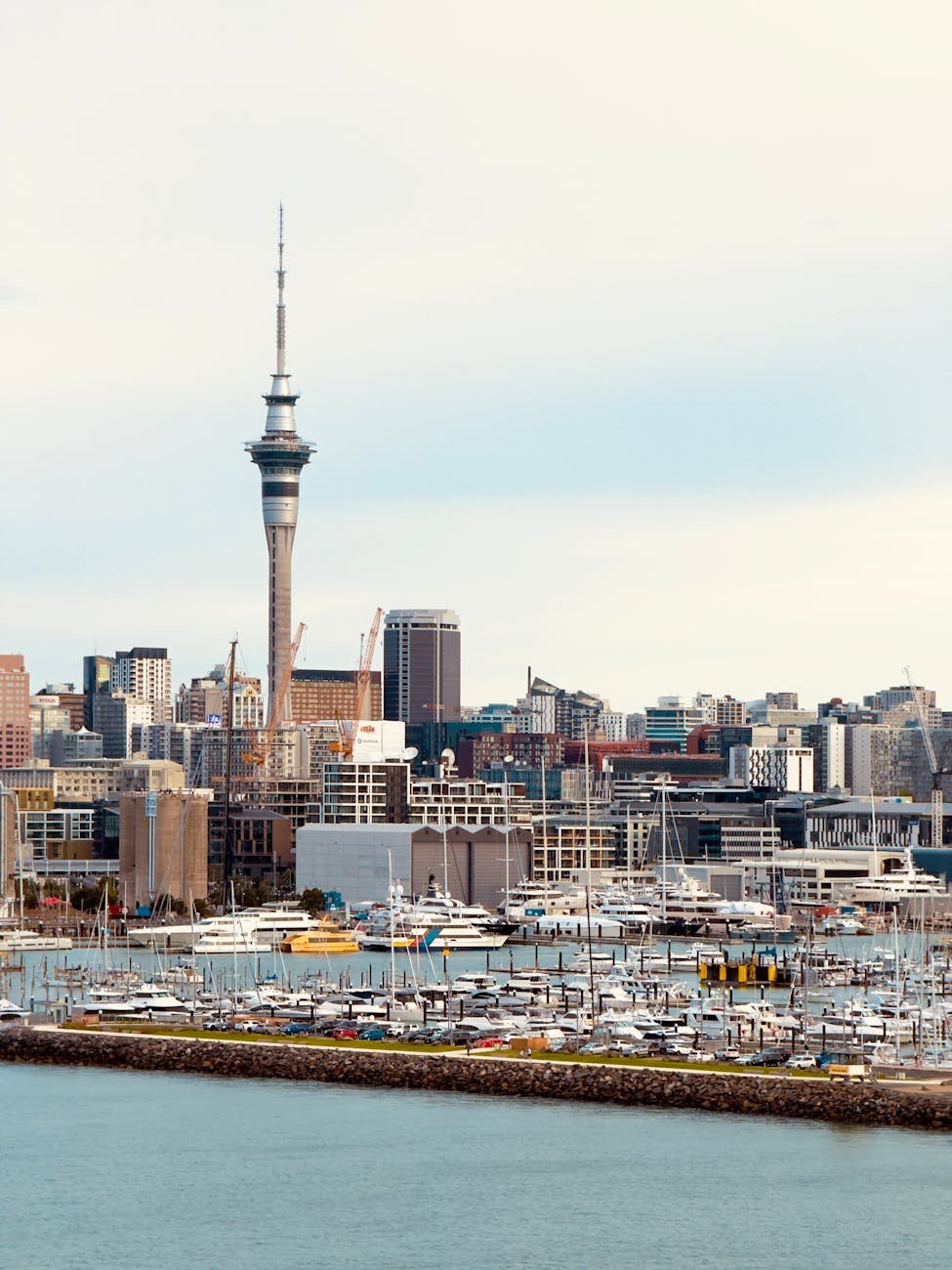 Auckland waterfront walking path with joggers and view of the harbour
