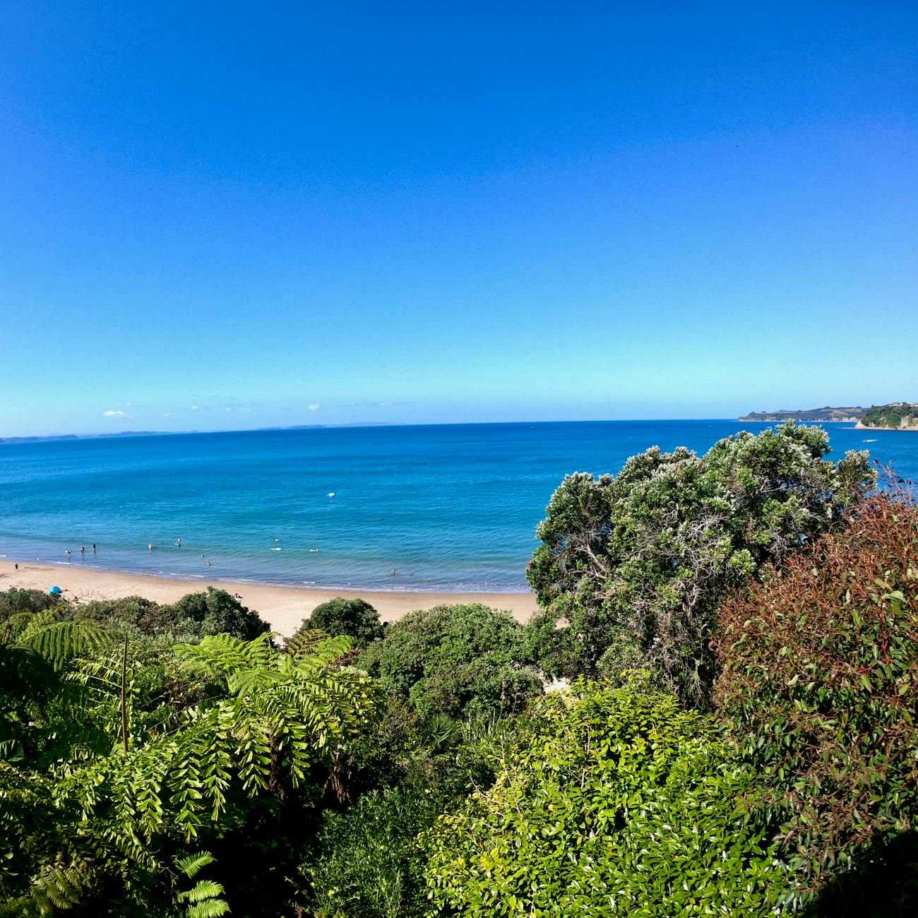Waiheke Island vineyard in summer New Zealand