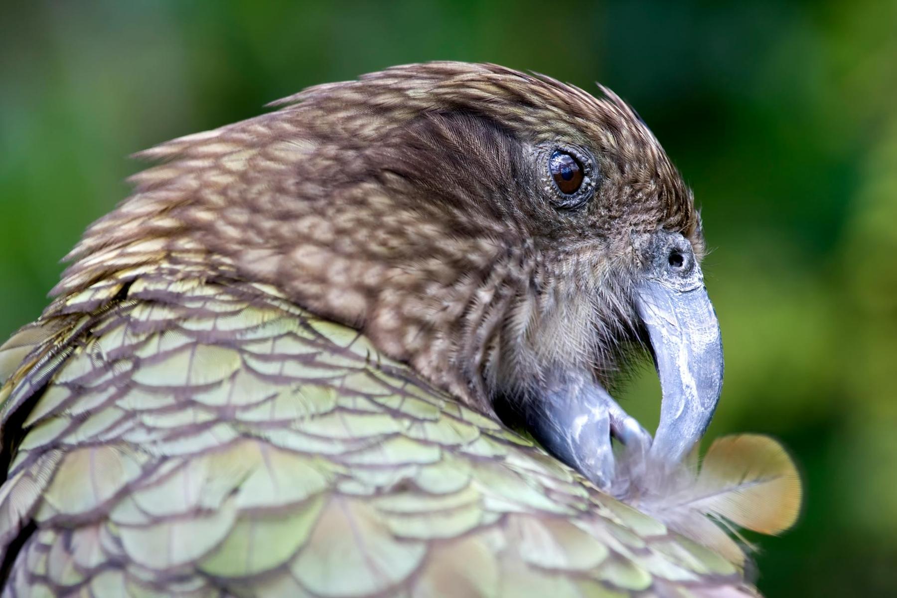 Kiwi bird native nocturnal animal at Auckland Zoo