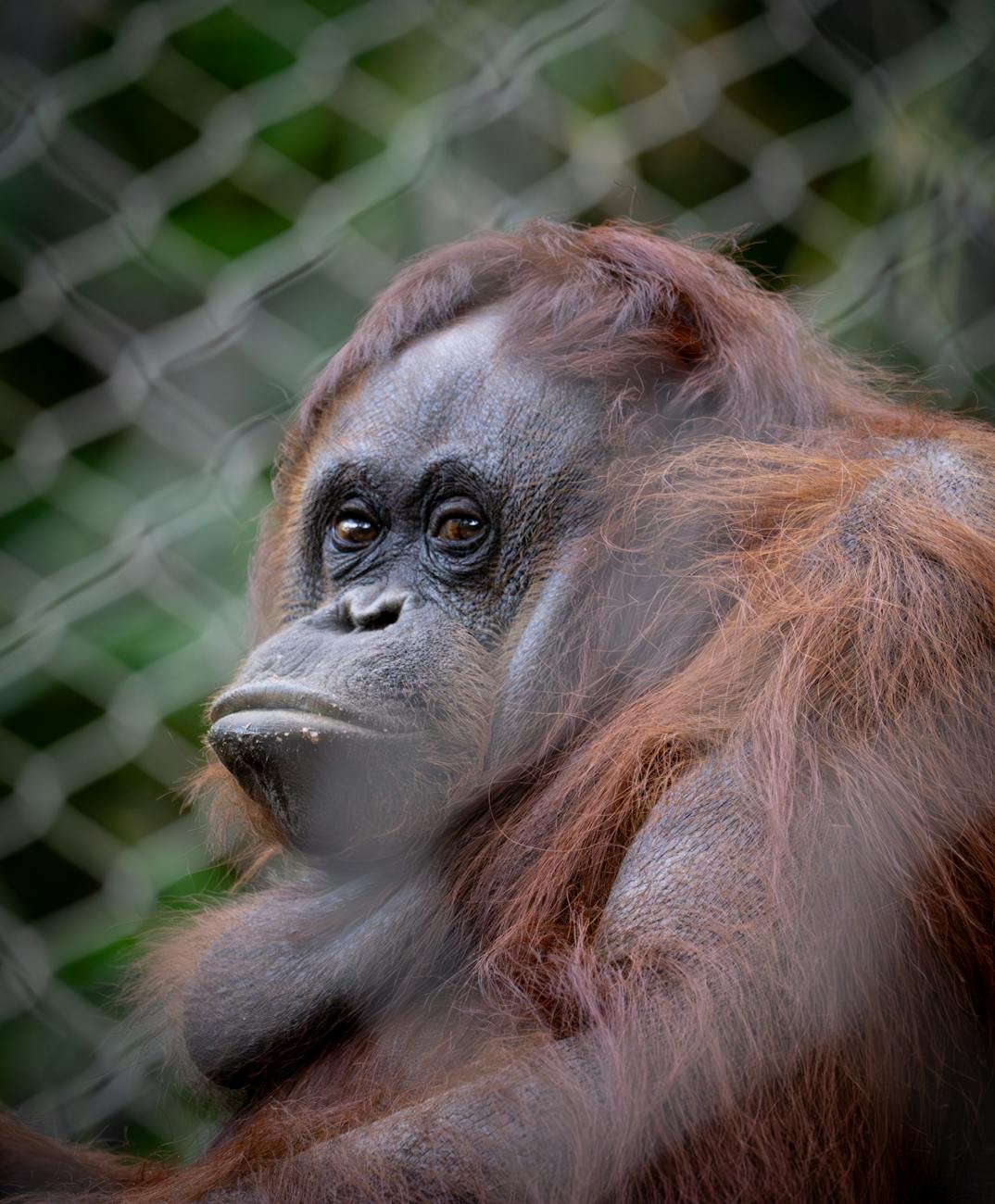 Orangutan in tropical jungle habitat at Auckland Zoo