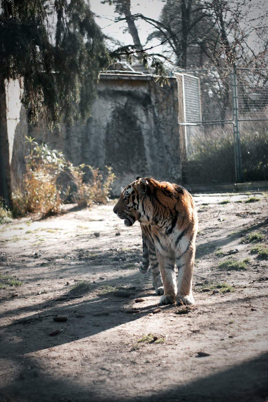 Tiger in naturalistic habitat at Auckland Zoo