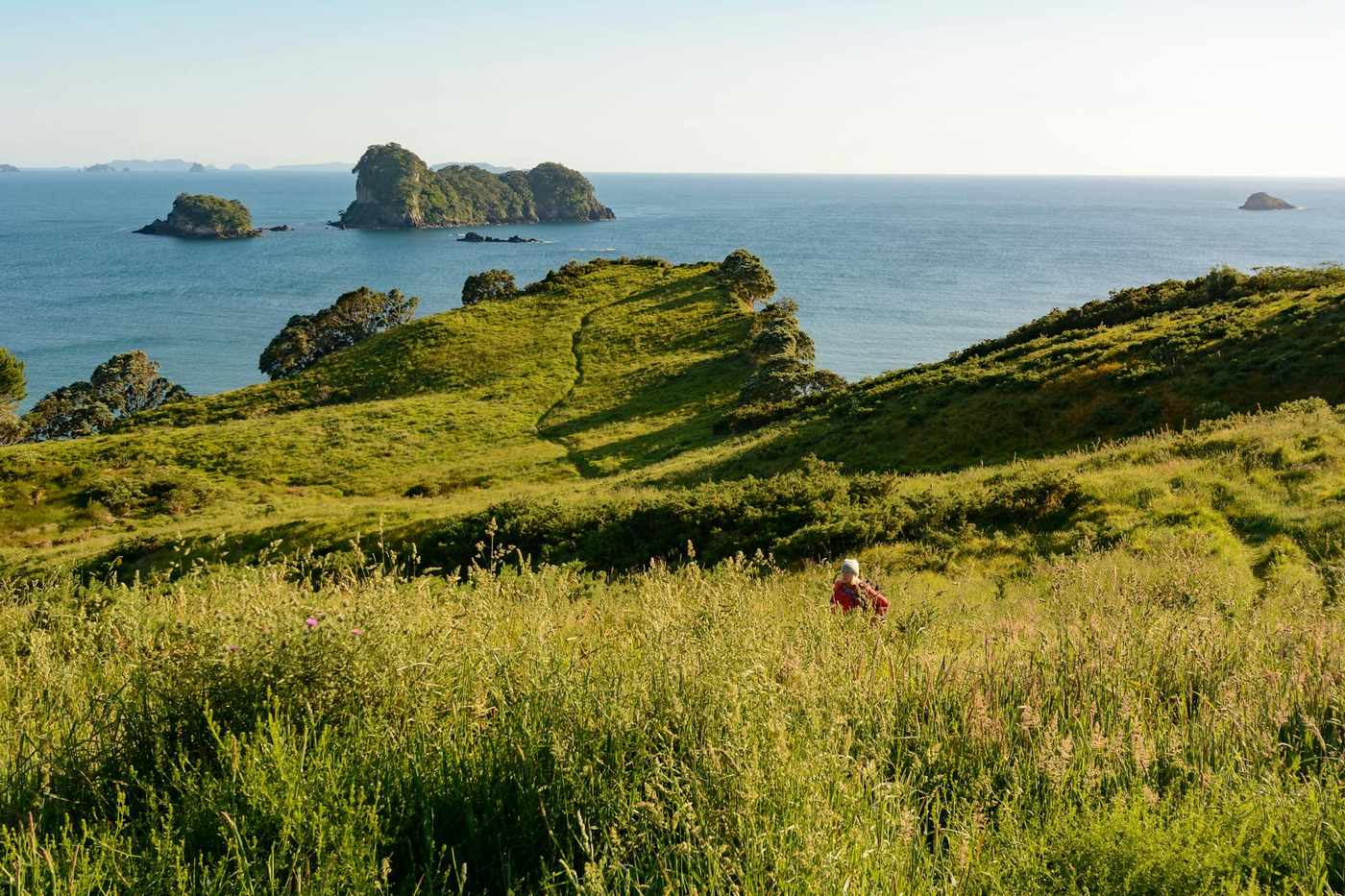 Vineyard rows overlooking Hauraki Gulf on Waiheke Island