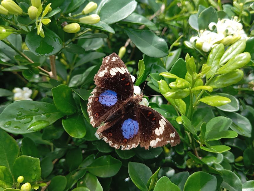 Butterfly Creek Auckland — butterfly garden