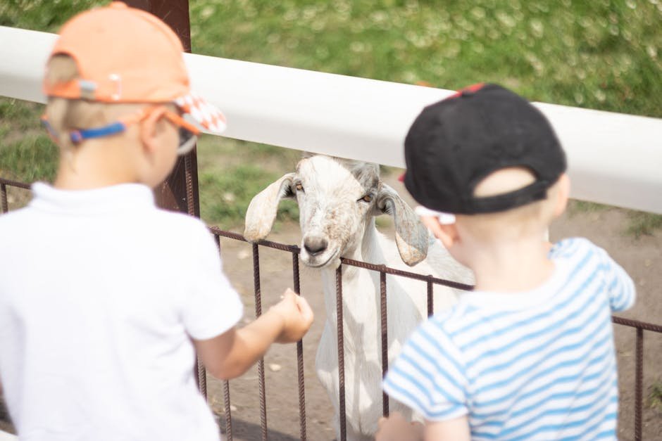 Butterfly Creek Auckland — petting zoo