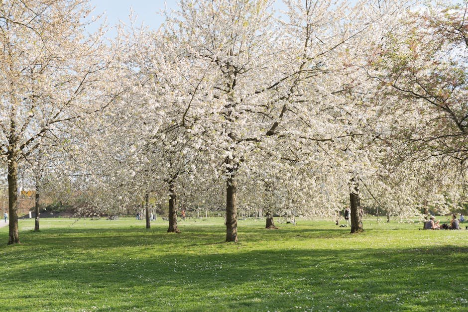 Auckland events October — spring blossoms