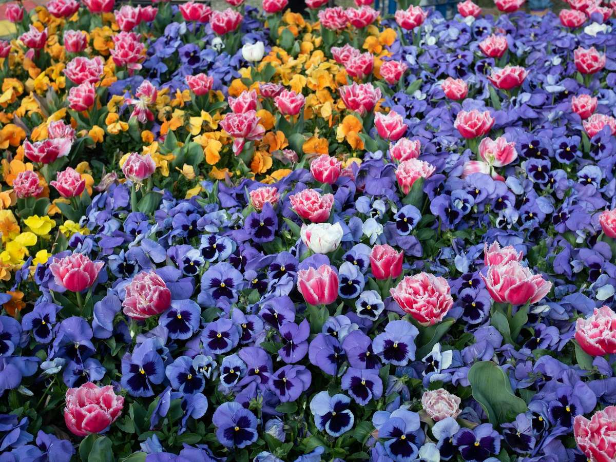 Auckland events September — flower garden shows