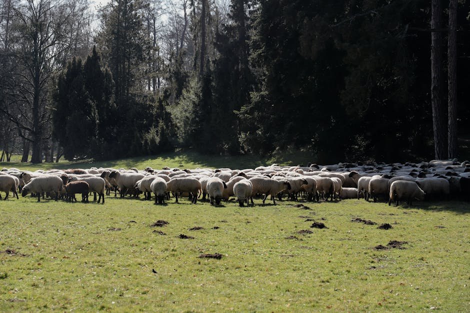 free things to do in Auckland — Cornwall Park sheep