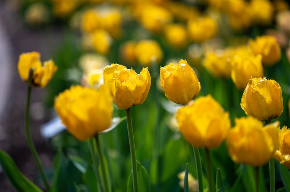 free things to do in Auckland — botanic gardens