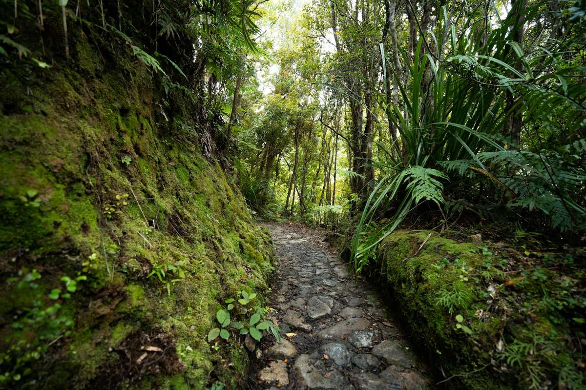 Auckland hikes — native bush walking trails