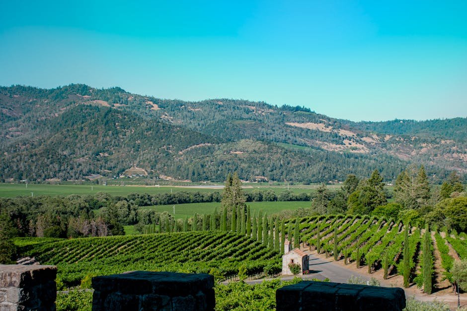 Matakana day trip — vineyard wine country