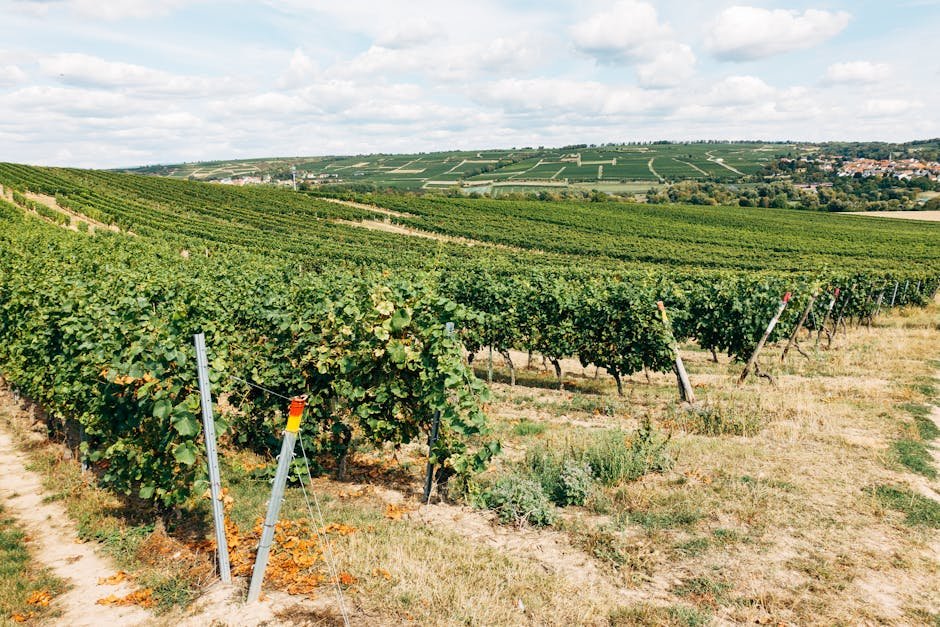 Matakana day trip — rolling vineyards