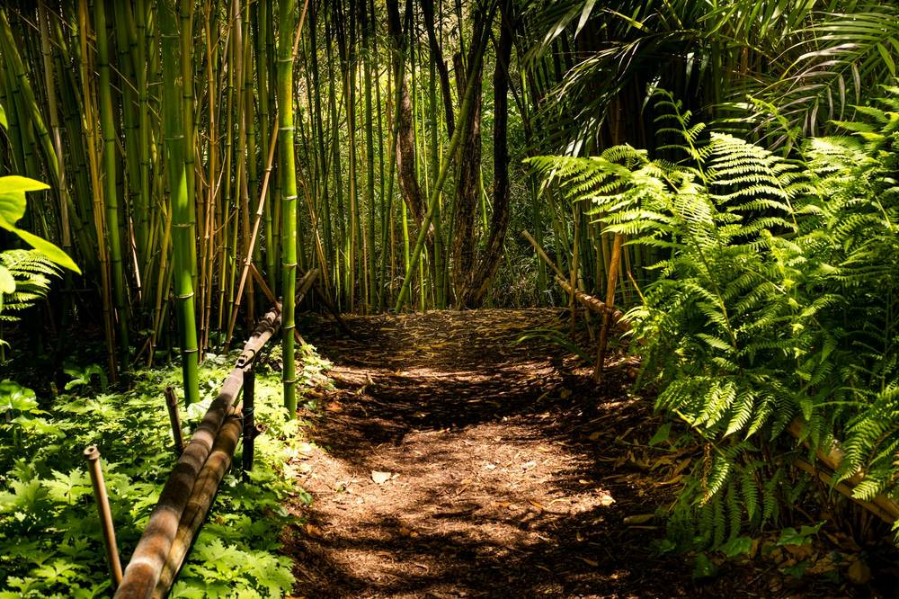 Auckland hikes — kauri rainforest tracks