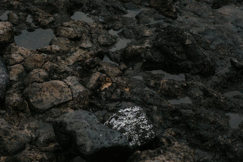 Rangitoto Motutapu day trip — lava rock landscape