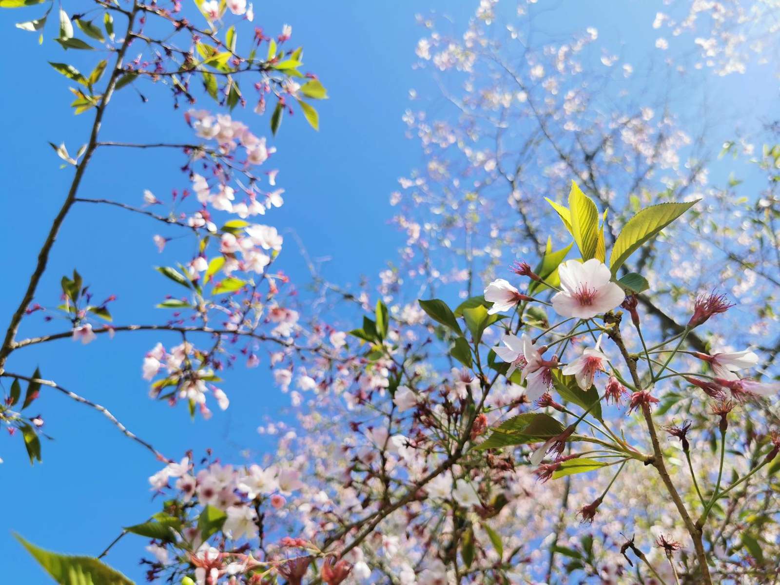 Auckland events September — spring season
