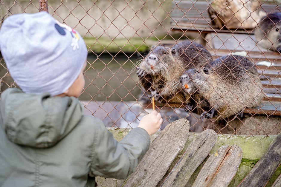 Auckland Zoo with kids — feeding station