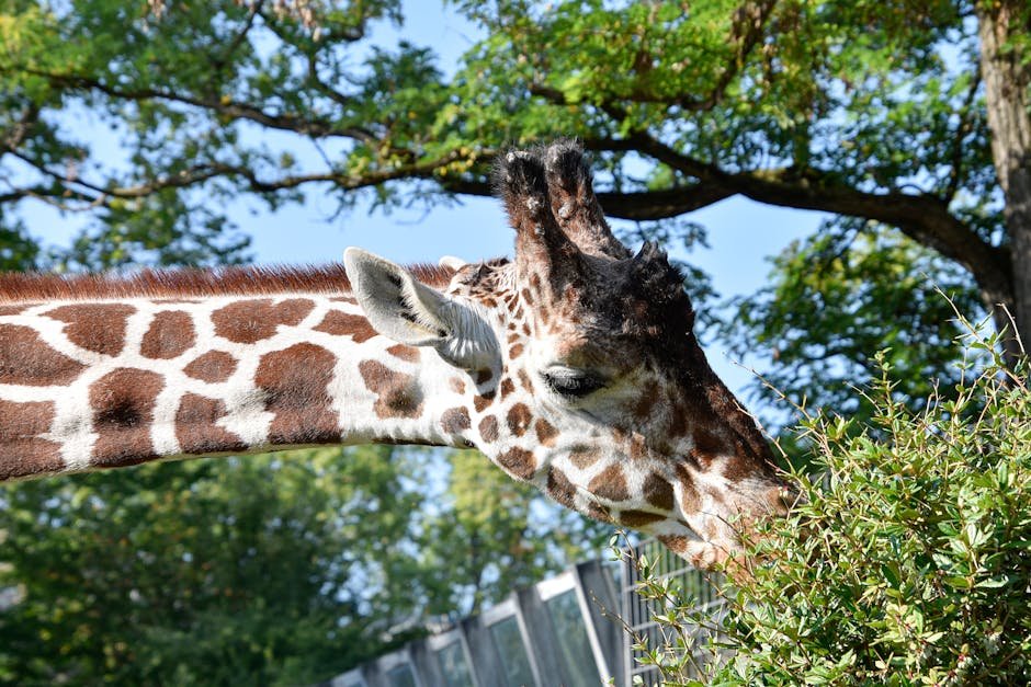 Auckland Zoo with kids — giraffe encounter