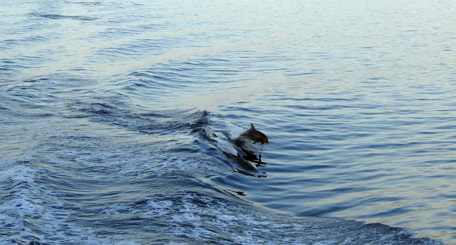Bay of Islands day trip — dolphin cruises