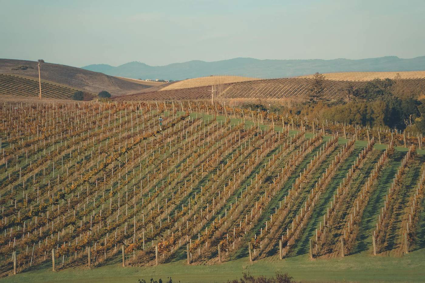 Wineries near Auckland — Kumeu wine region