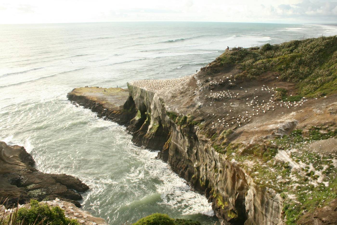 Muriwai Beach gannet colony Auckland