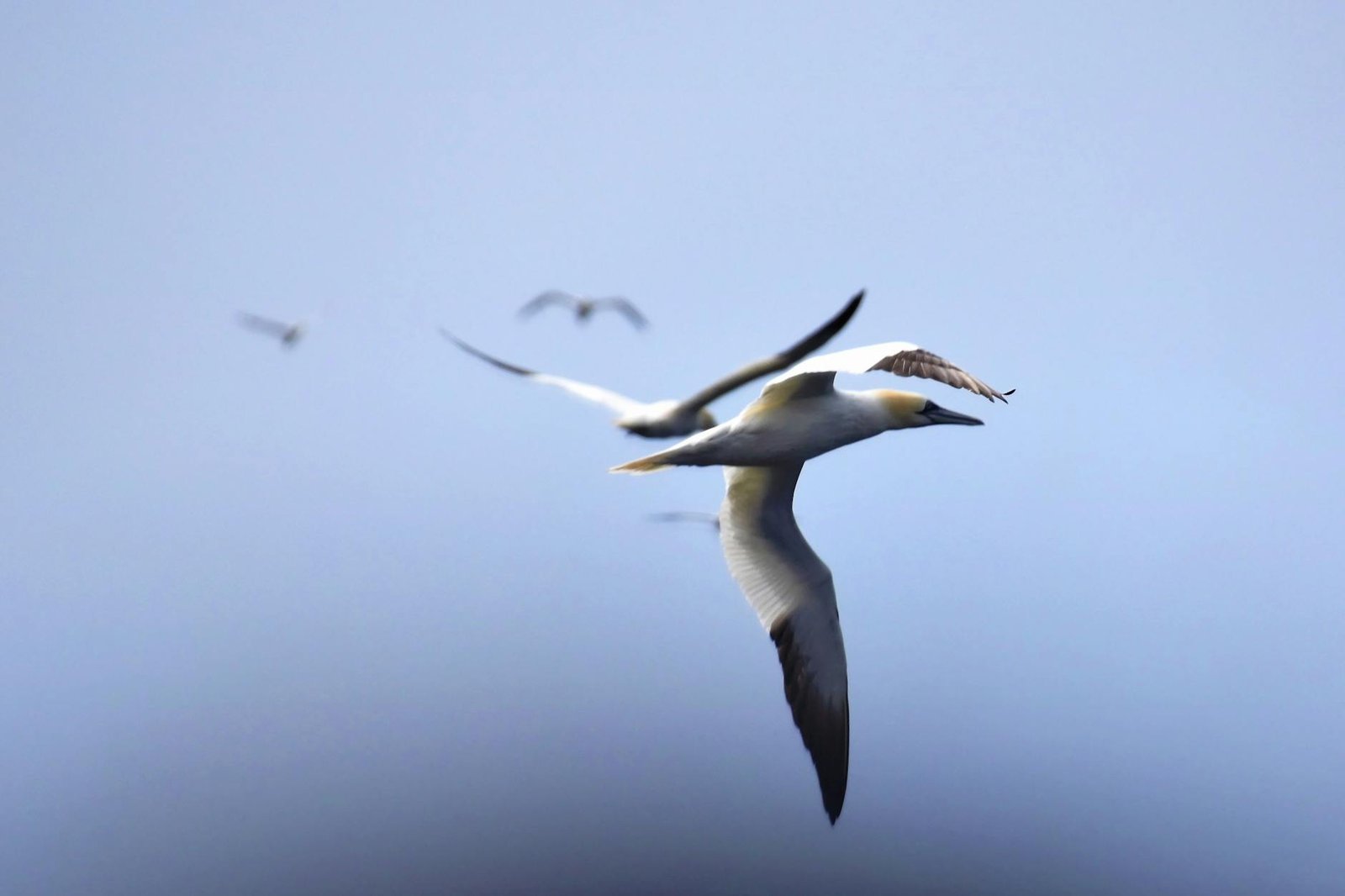 Muriwai gannets in flight — Auckland west coast