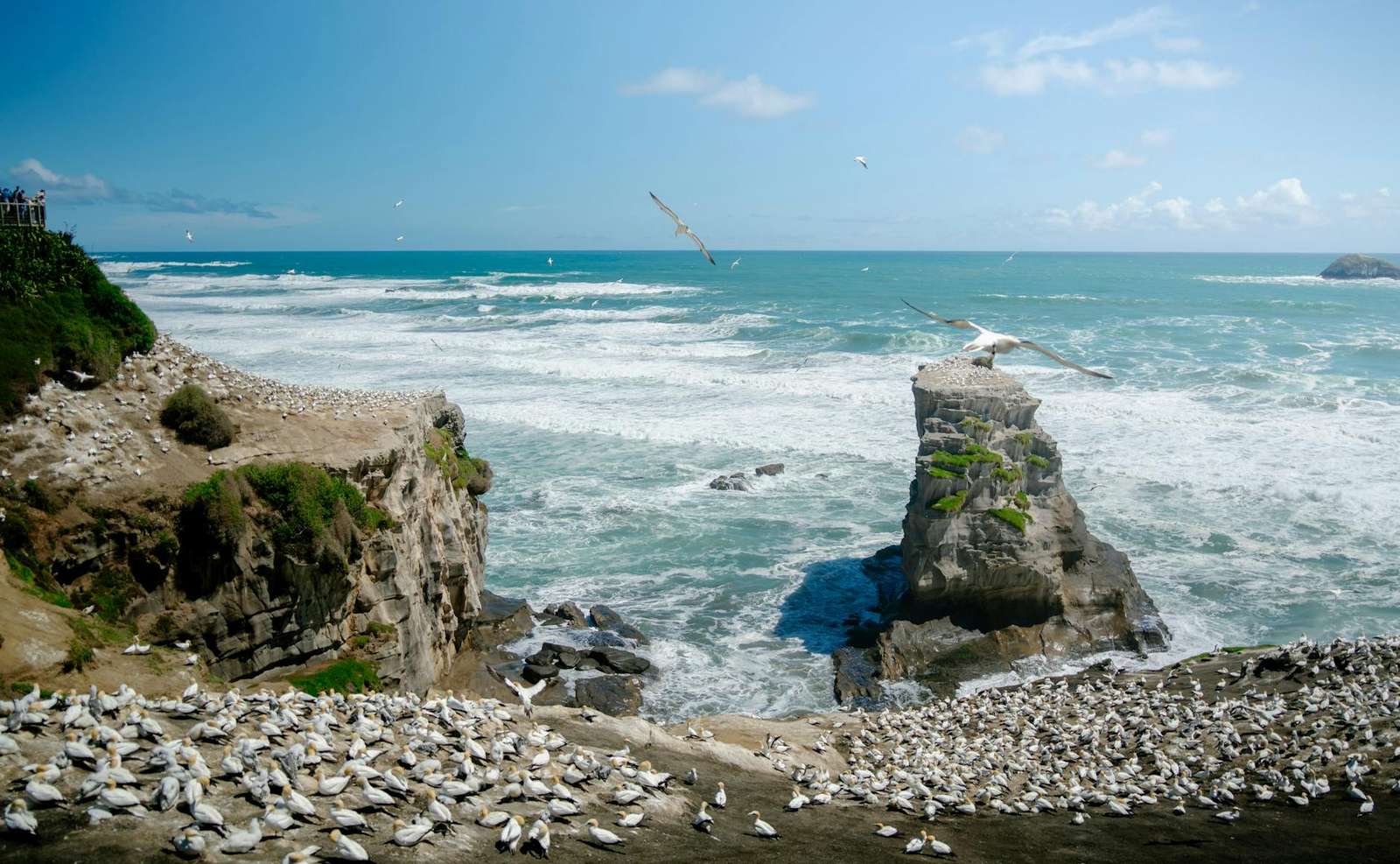 Muriwai Beach Auckland — wild west coast surf