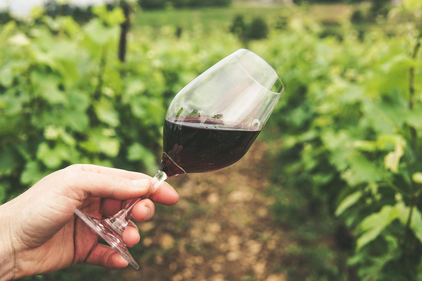 Wineries near Auckland — wine tasting Waiheke