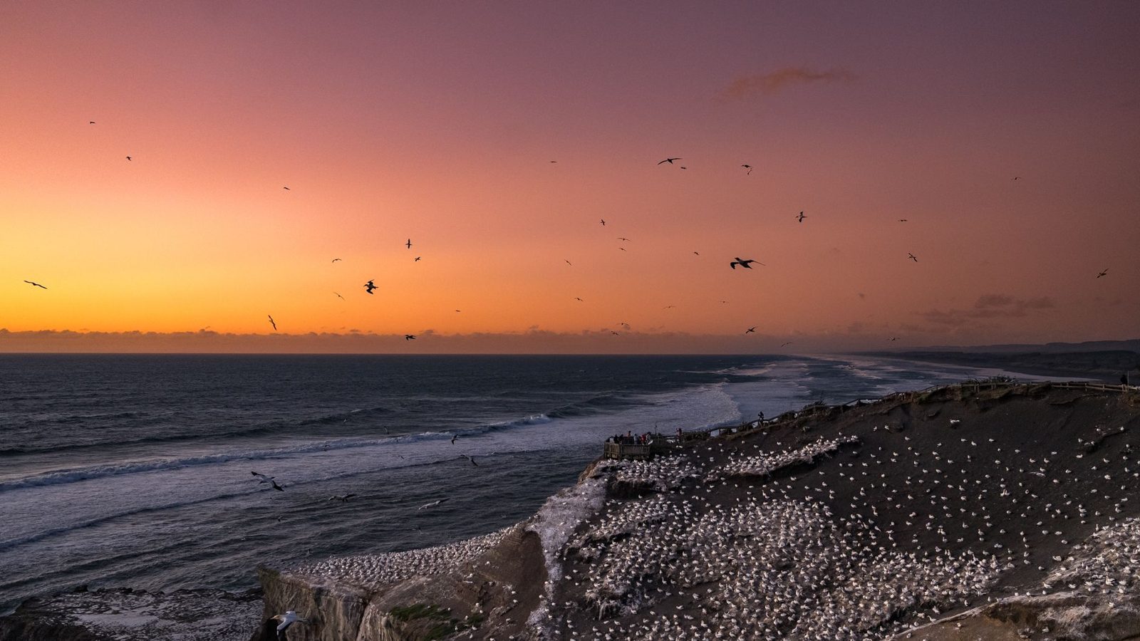 Australasian gannet colony on the cliffs at Muriwai Beach near Auckland