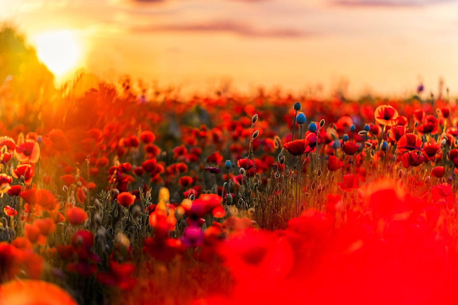 Poppies laid at an Anzac Day dawn service in Auckland