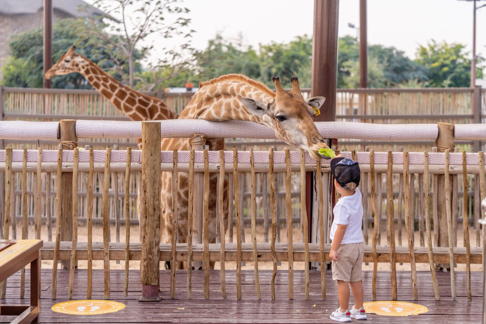 Children watching animals at Auckland Zoo