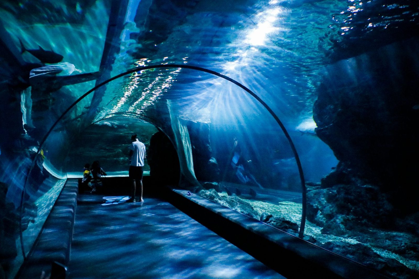 Child looking up at fish in an aquarium tunnel