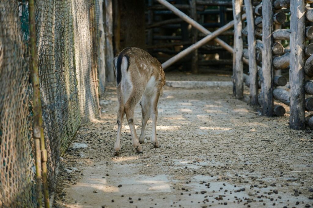 Auckland Zoo Guide: Tickets, Animals & Tips (2026)