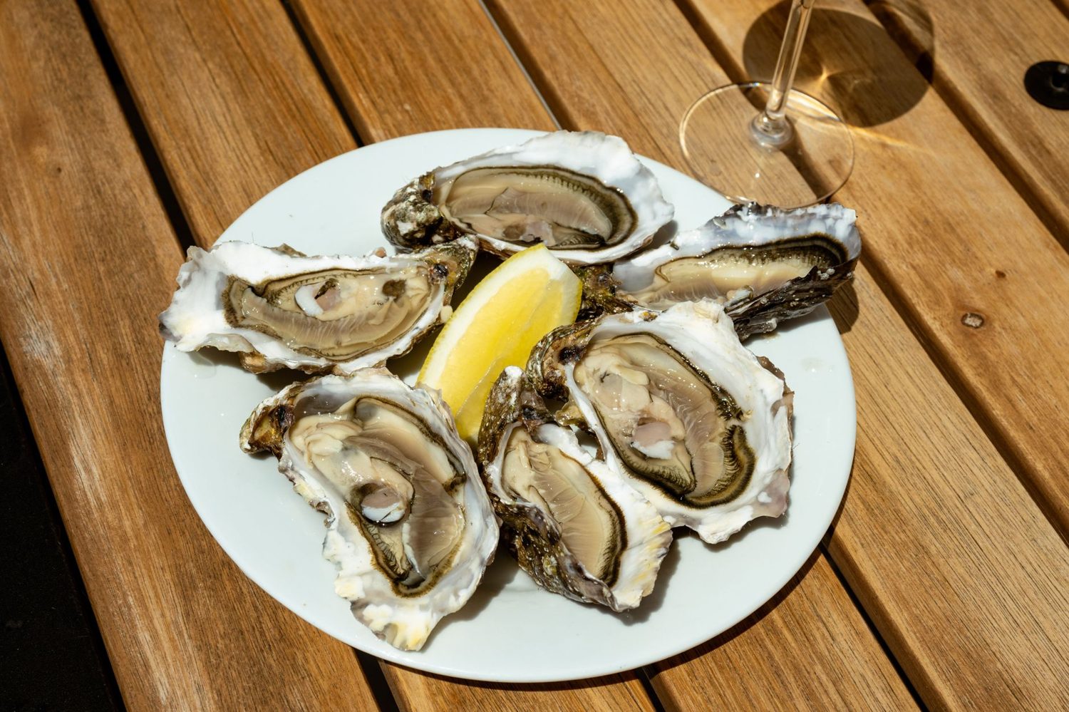 Fresh New Zealand oysters on the half shell