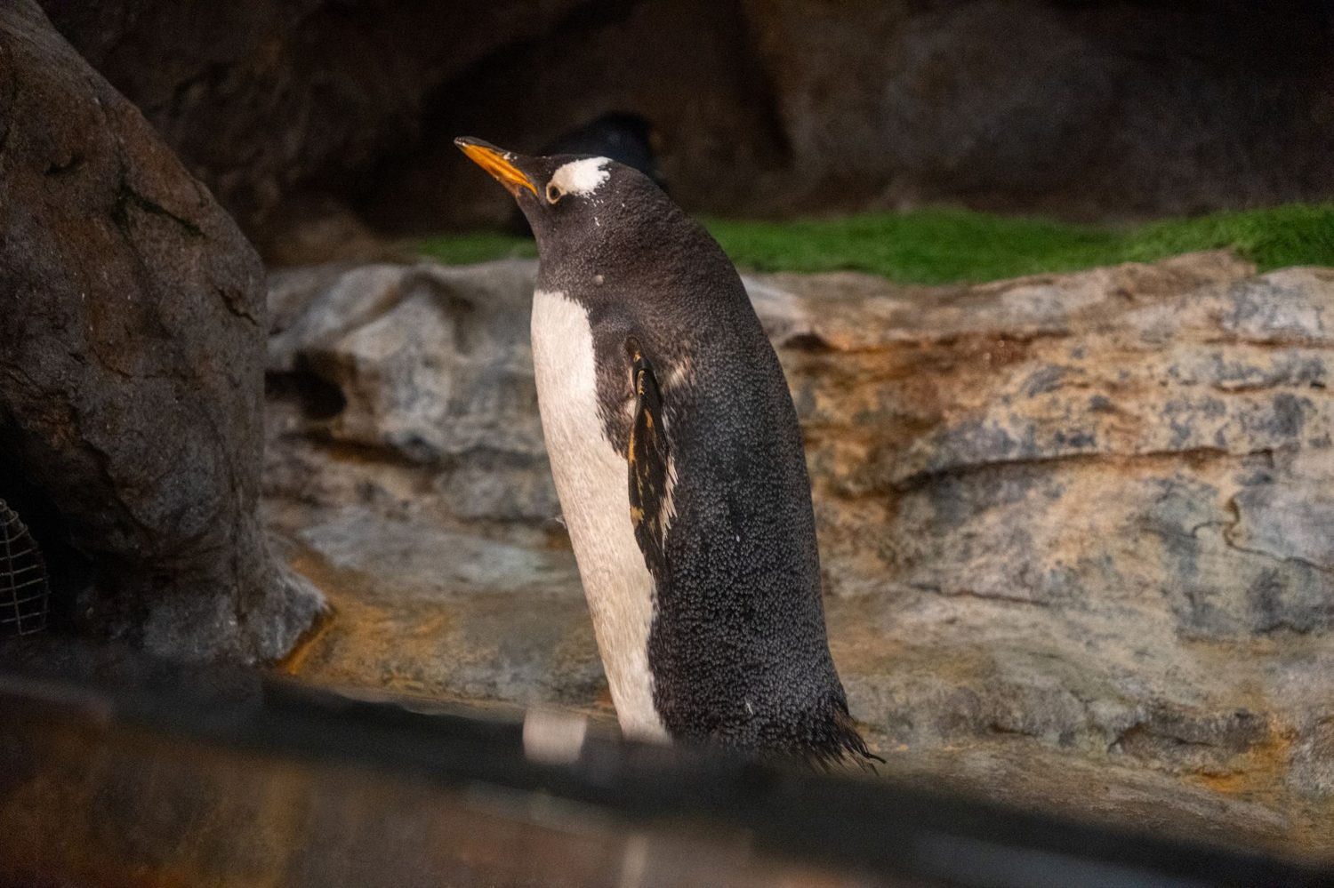 King and Gentoo penguins in the snow habitat at Kelly Tarlton's
