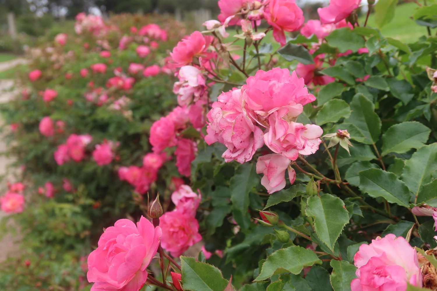 Roses in full bloom at the Parnell Rose Gardens