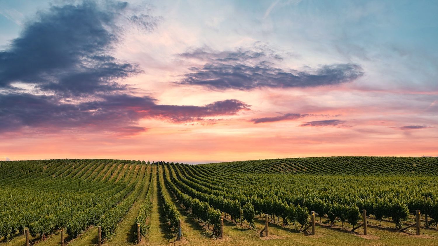 Vineyard rows overlooking the Hauraki Gulf on a Waiheke Island day trip