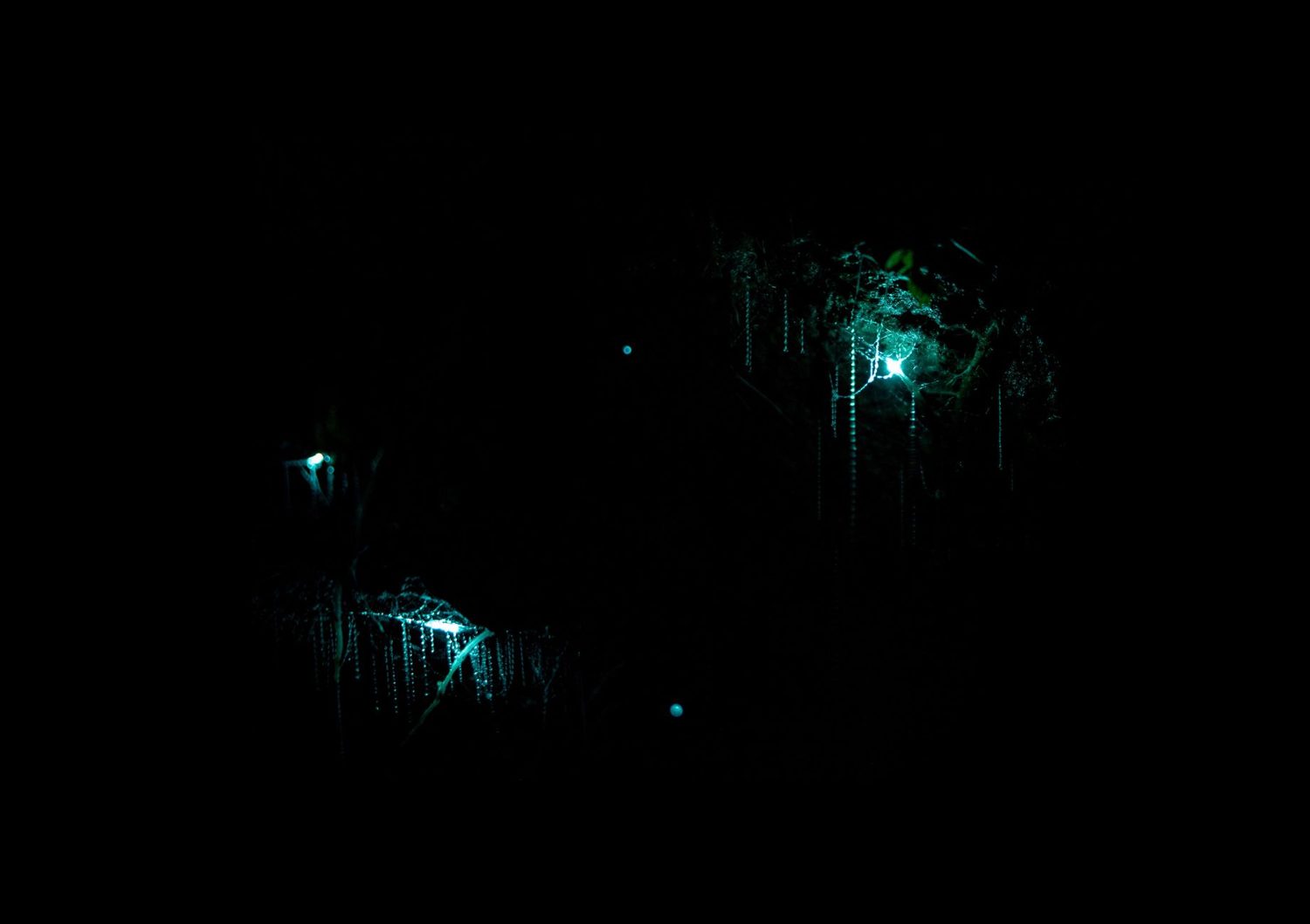 Glowworms lighting the cave ceiling like a night sky at Waitomo