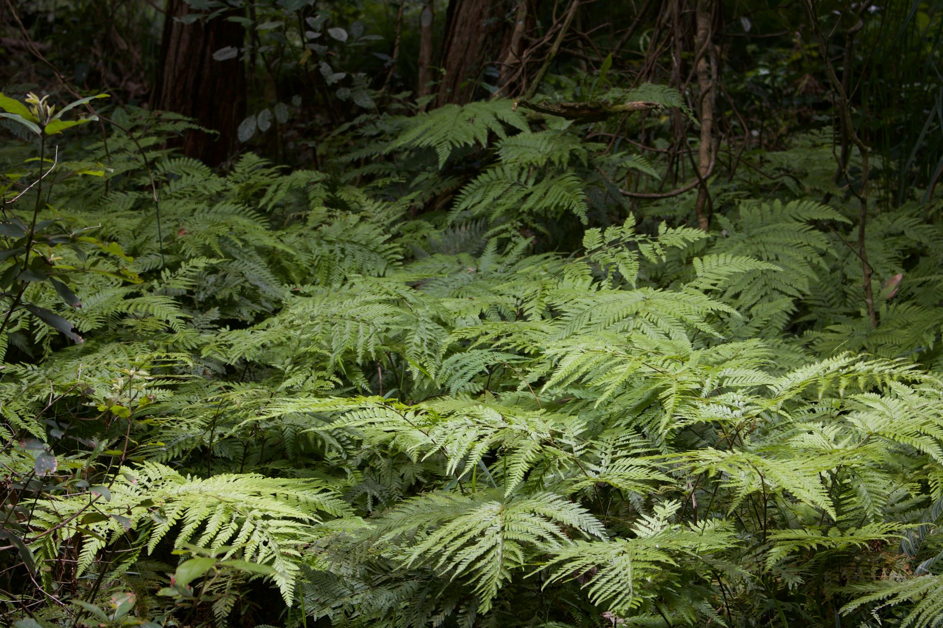 Native ferns lining a walking track in the Auckland bush