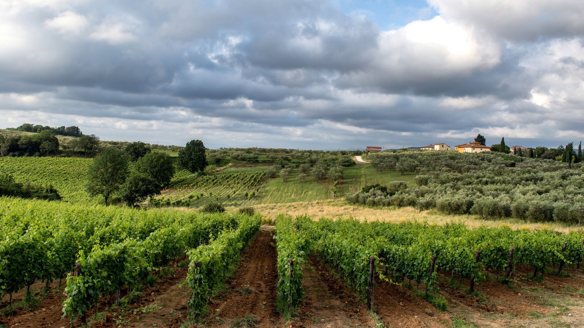 Rows of vines at a vineyard near Auckland