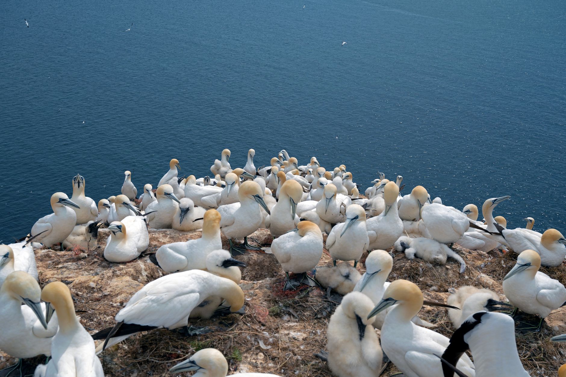 Gannets nesting on the cliffs at Muriwai