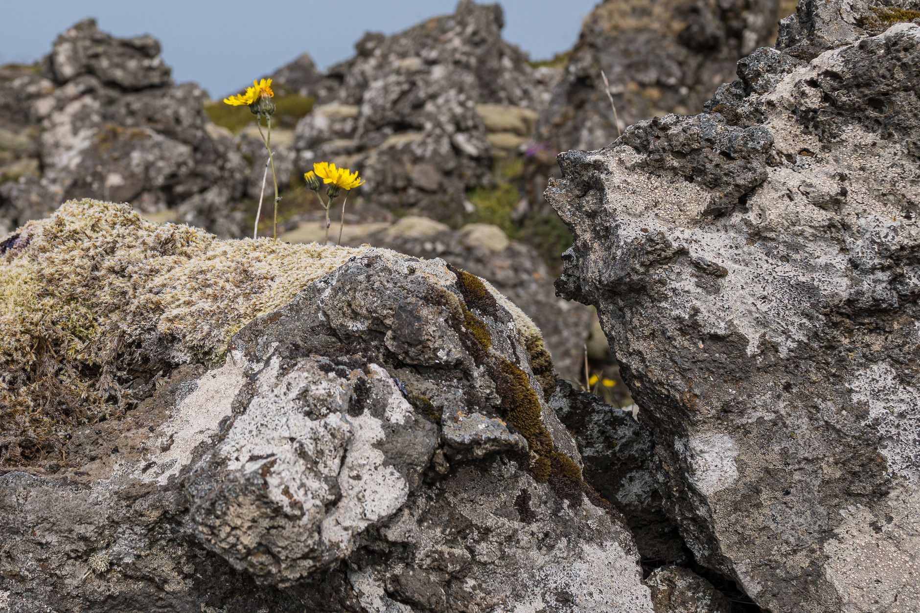 Black lava rock on the Rangitoto Island crossing