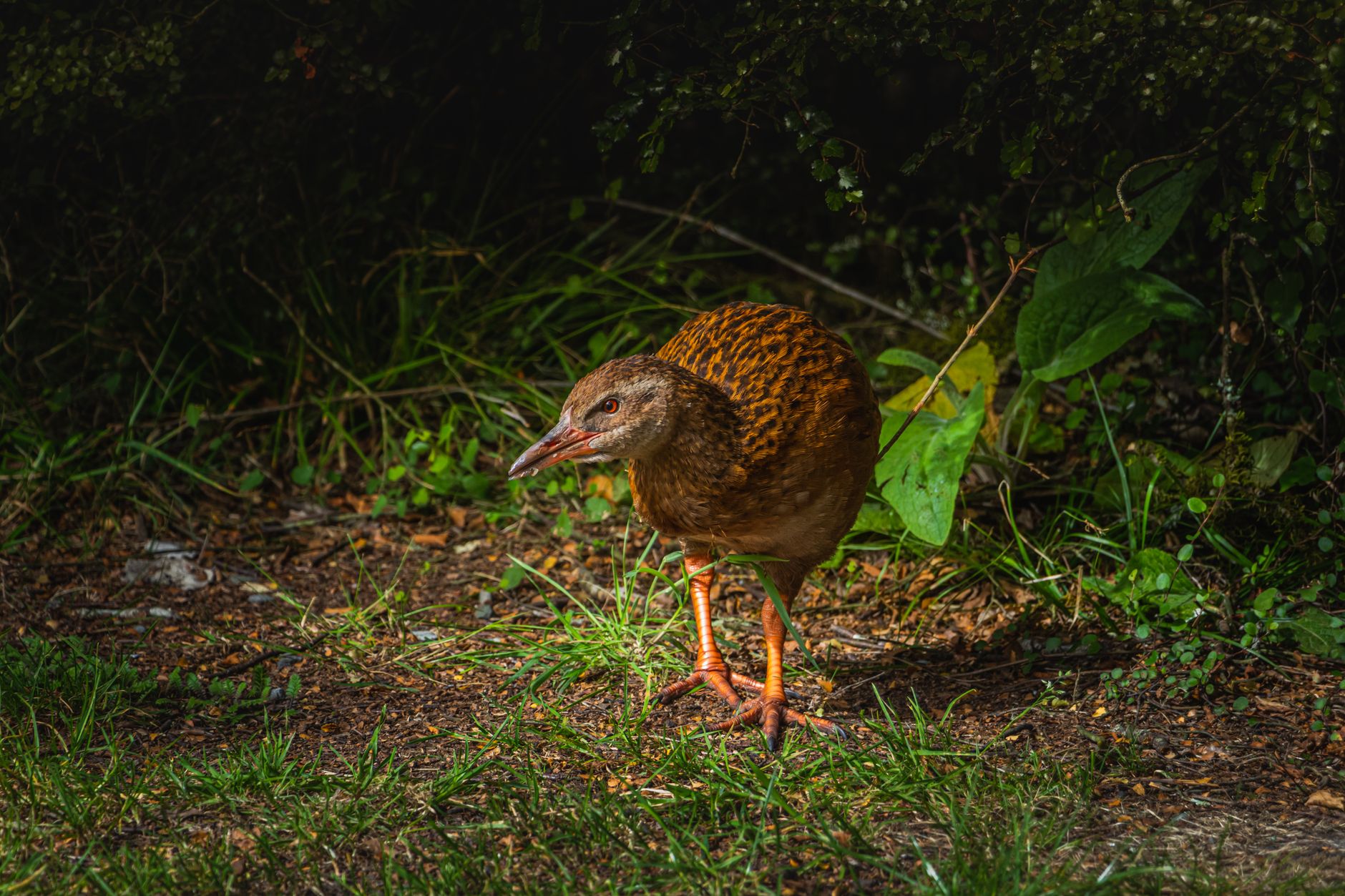 A native New Zealand bird in the forest on Tiritiri Matangi