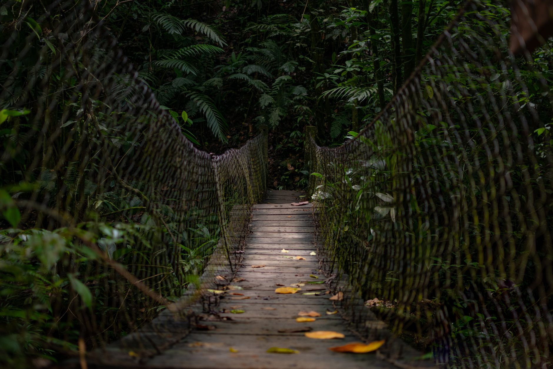 Rainforest canopy over a hiking trail in the Waitākere Ranges