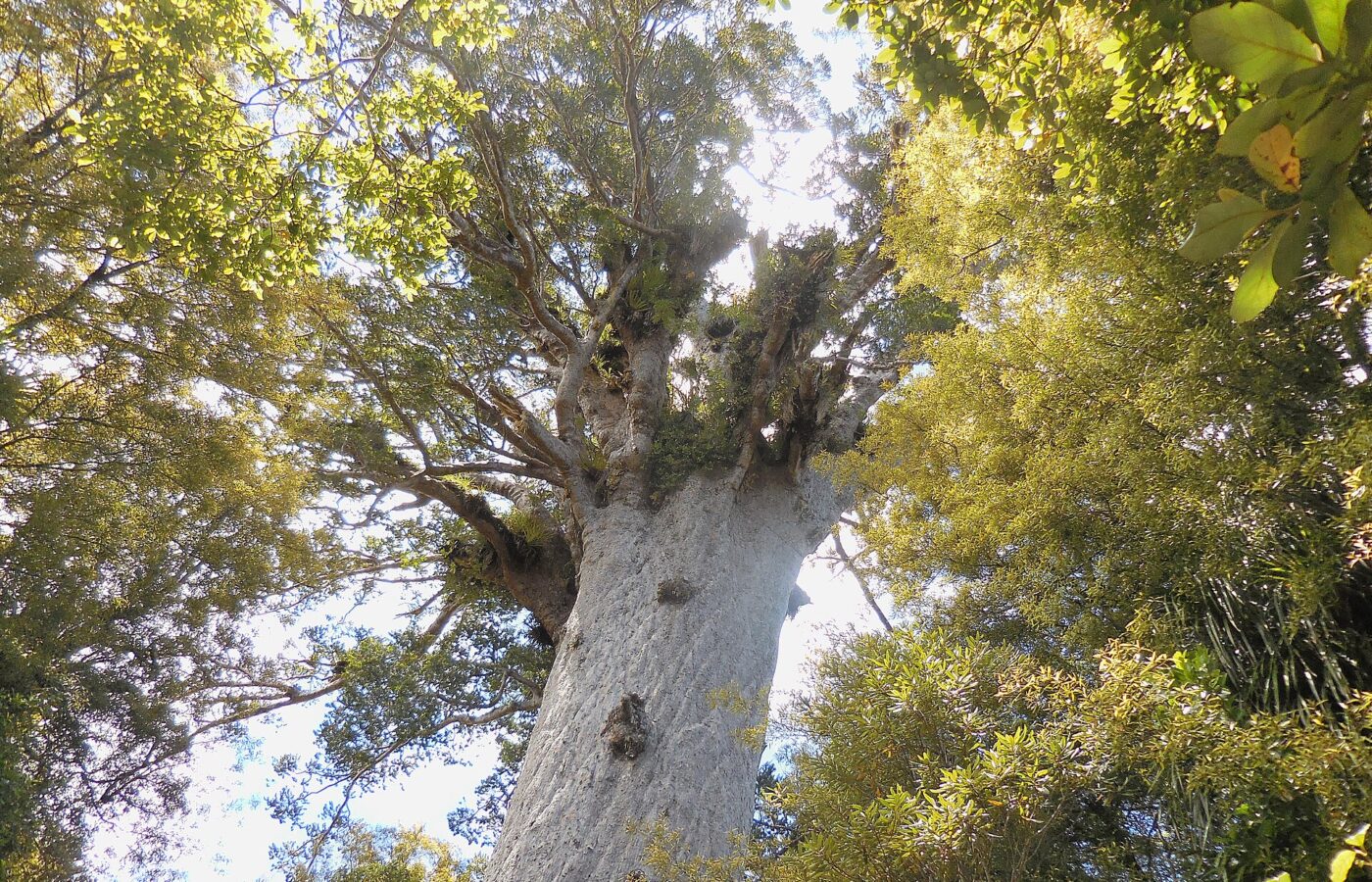 Looking up the pale trunk of a giant kauri tree into its canopy in Waipoua Forest, New Zealand