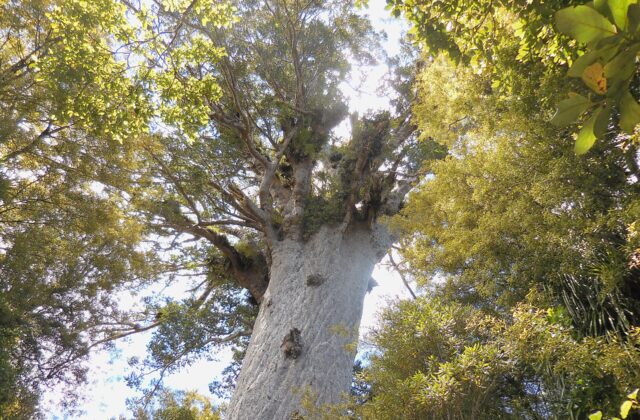 Looking up the pale trunk of a giant kauri tree into its canopy in Waipoua Forest, New Zealand